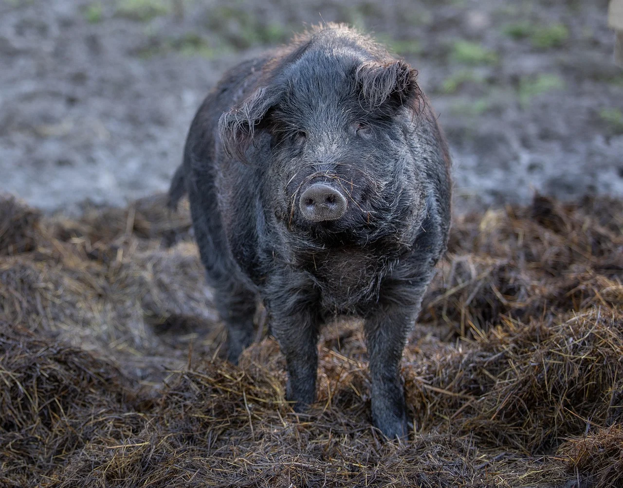 cate kg pune un porc pe luna