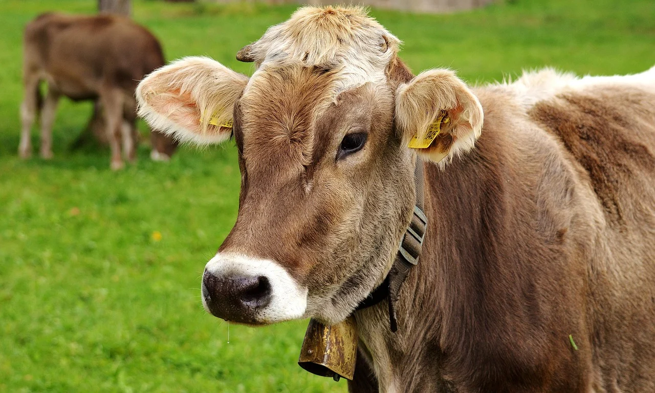 boli infectioase la bovine