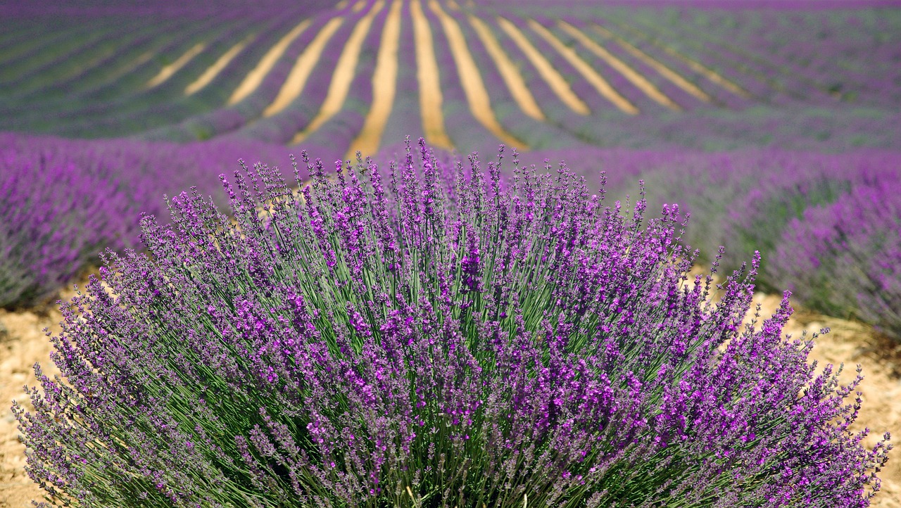 cand se planteaza lavanda