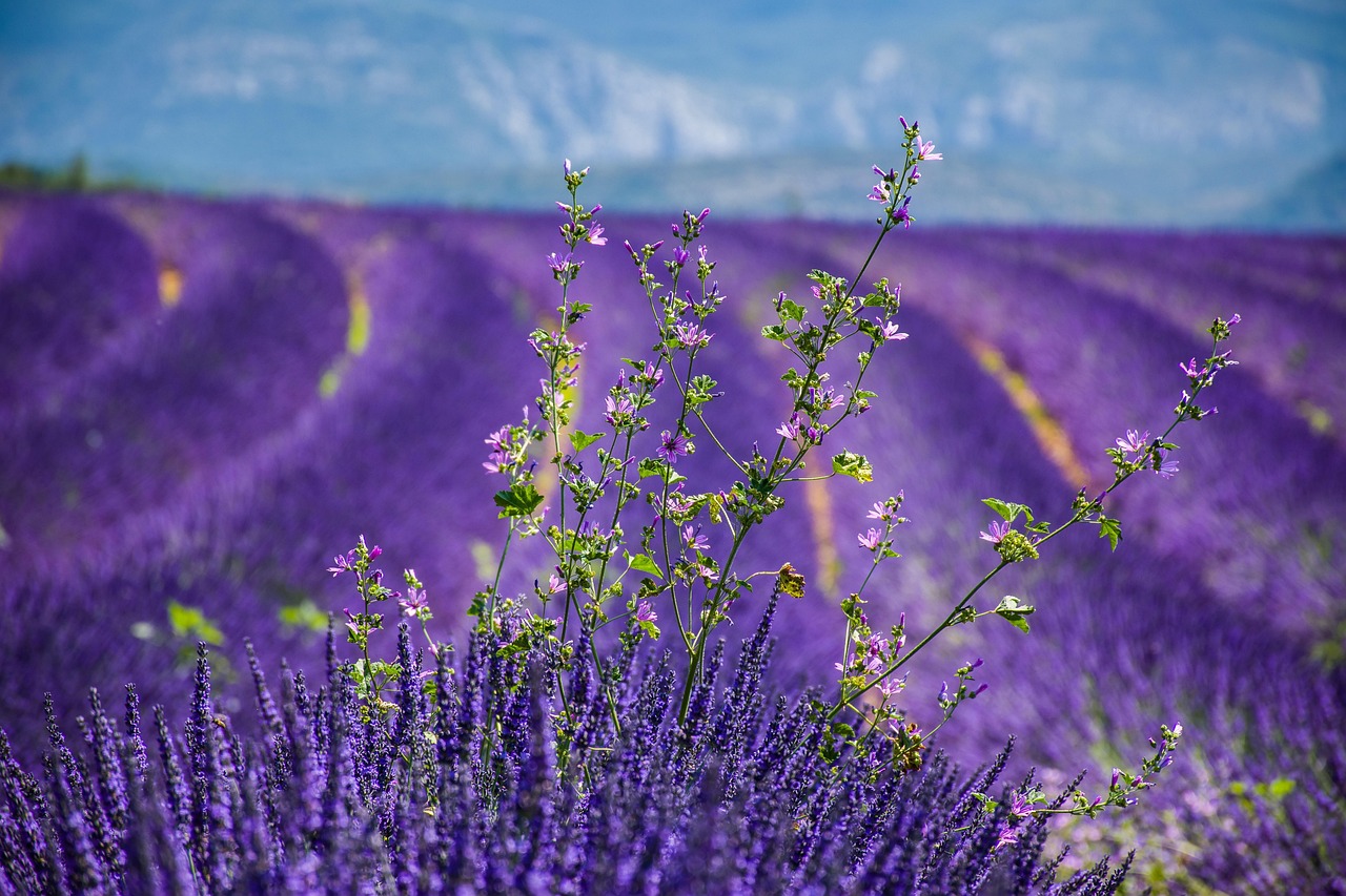 cand se tunde lavanda
