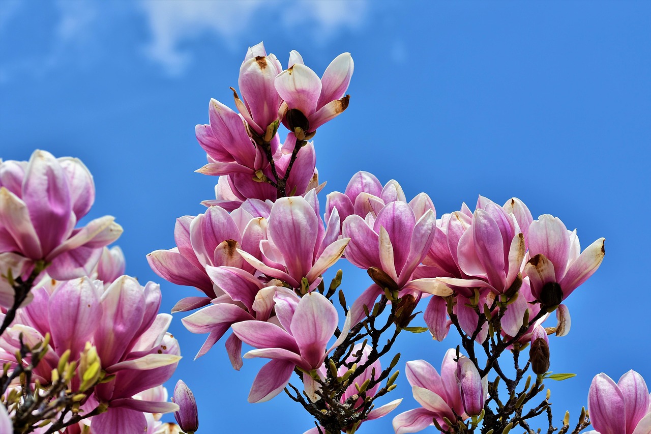 cum se inmulteste magnolia