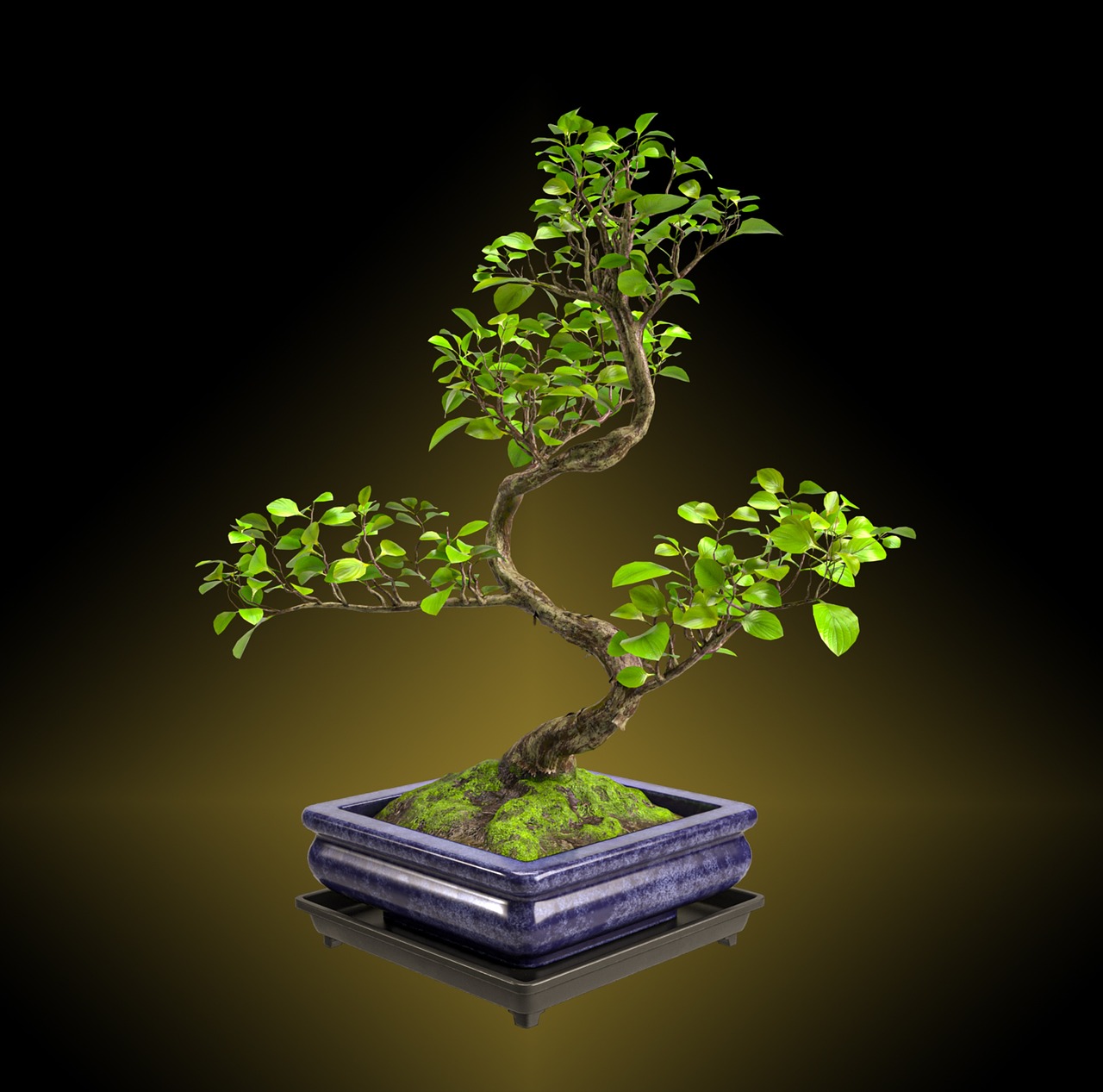de ce cad frunzele la bonsai