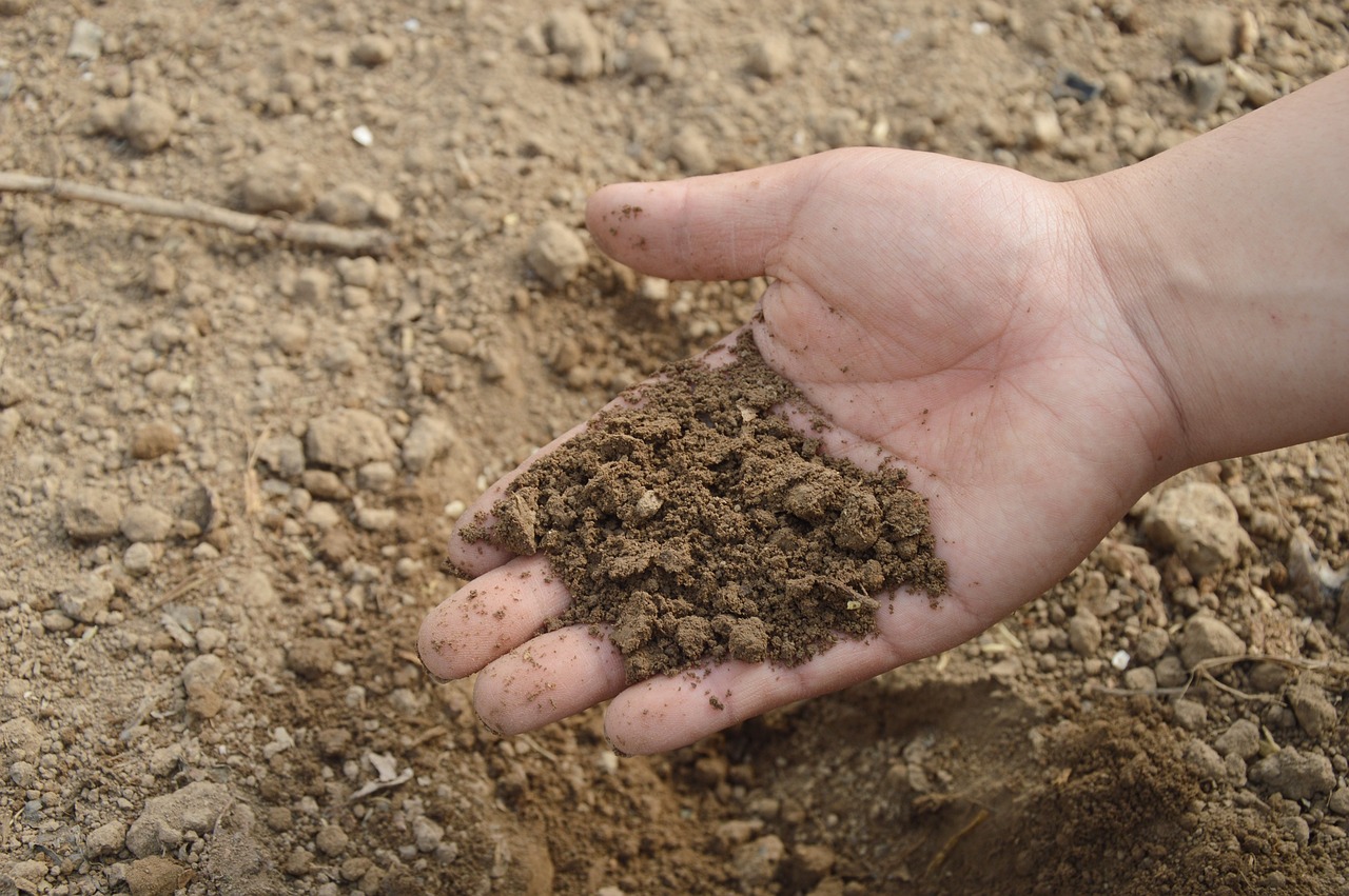 ingrasamant natural pentru orhidee