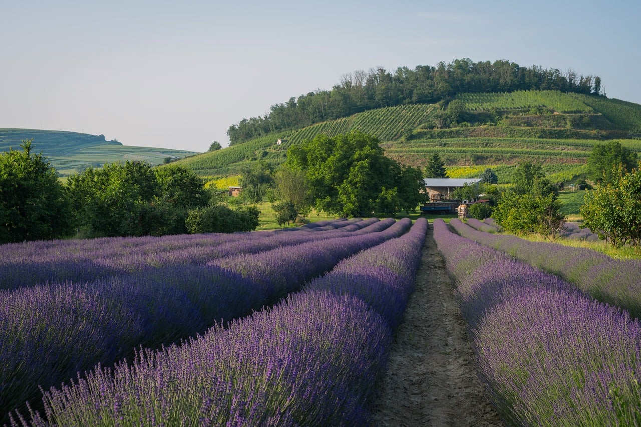ingrijire lavanda ghiveci