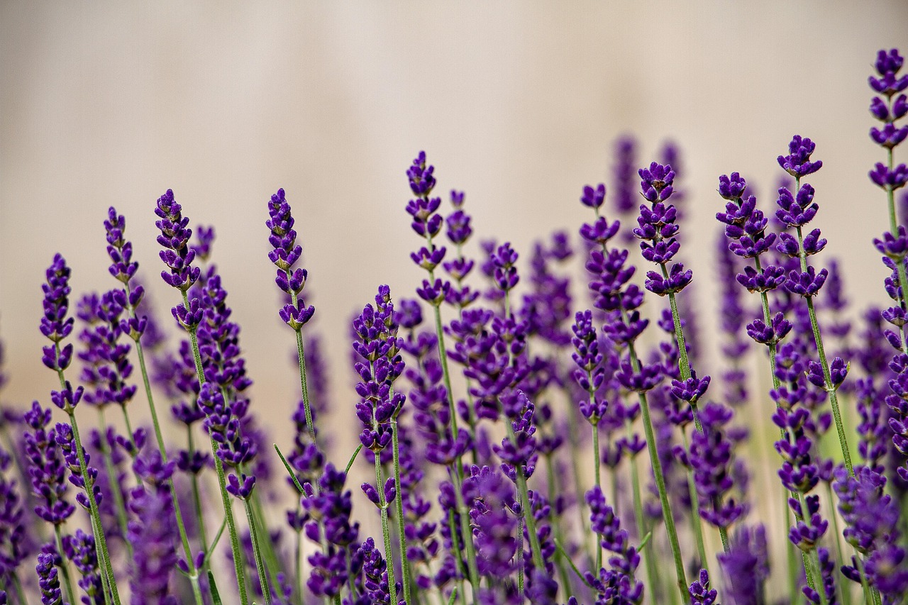 lavanda beneficii