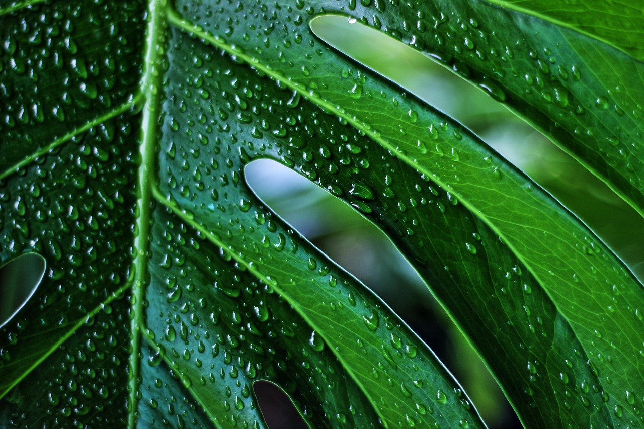 monstera ingrijire