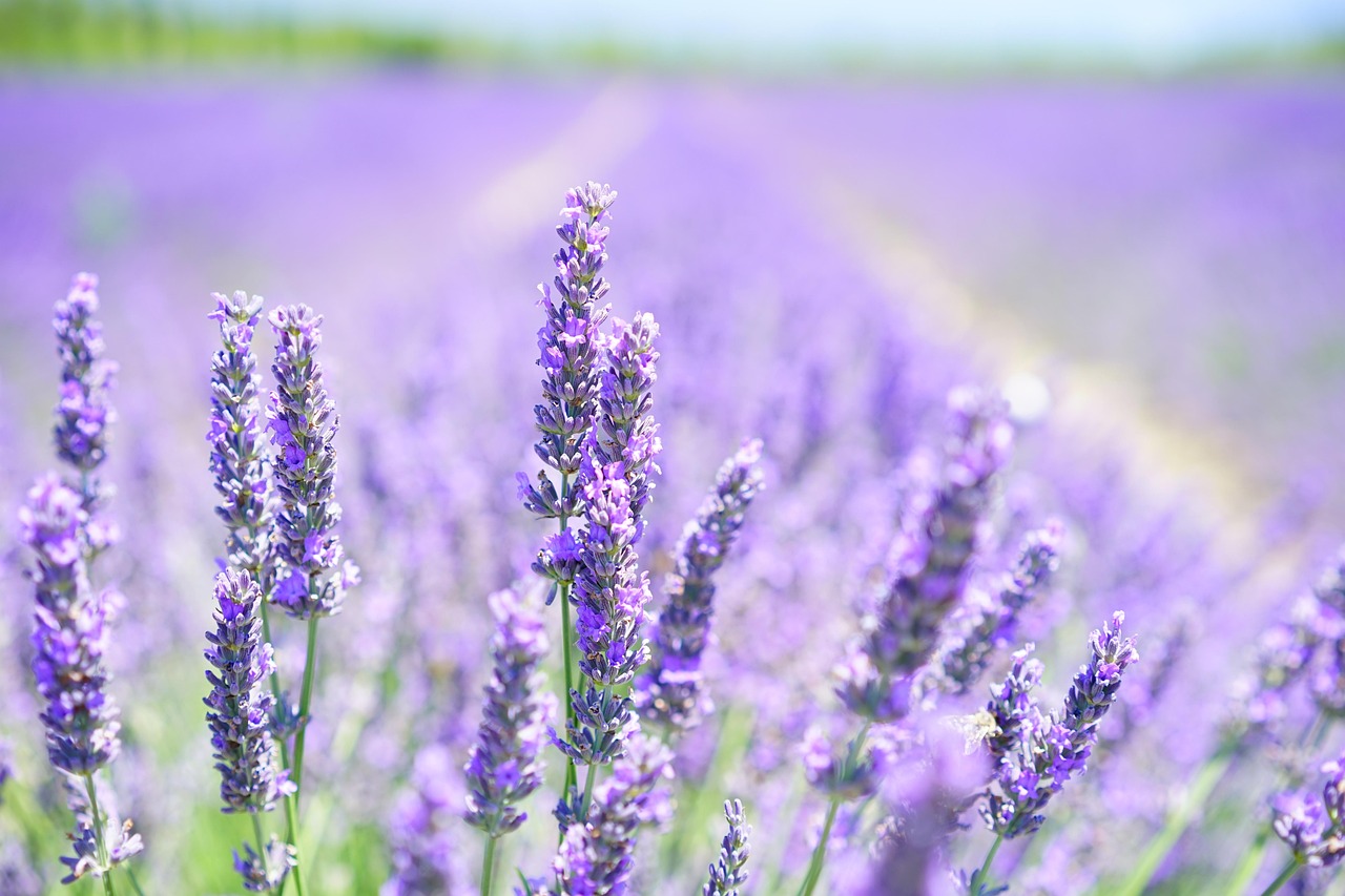 schema plantare lavanda