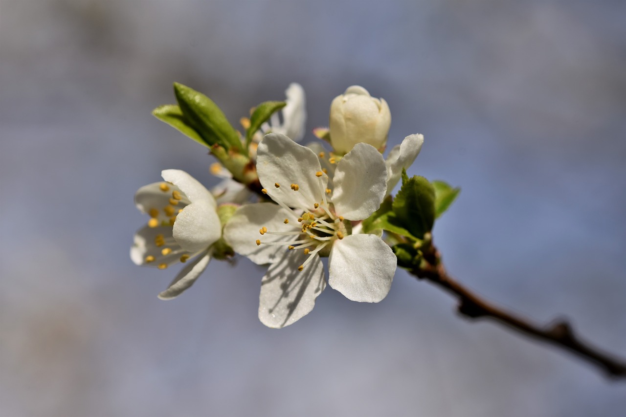 cele mai bune soiuri de prun