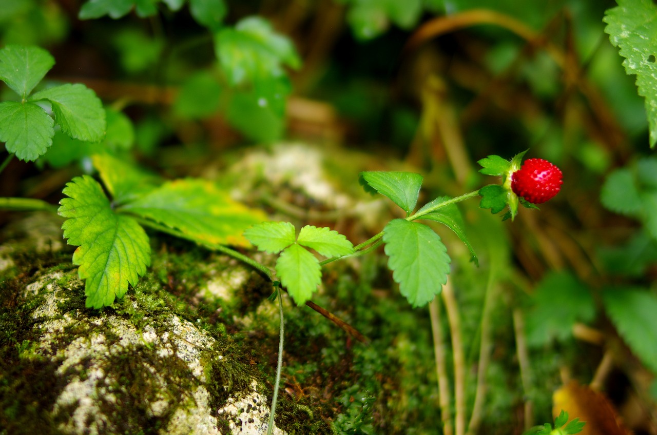 cand se planteaza stoloni de capsuni