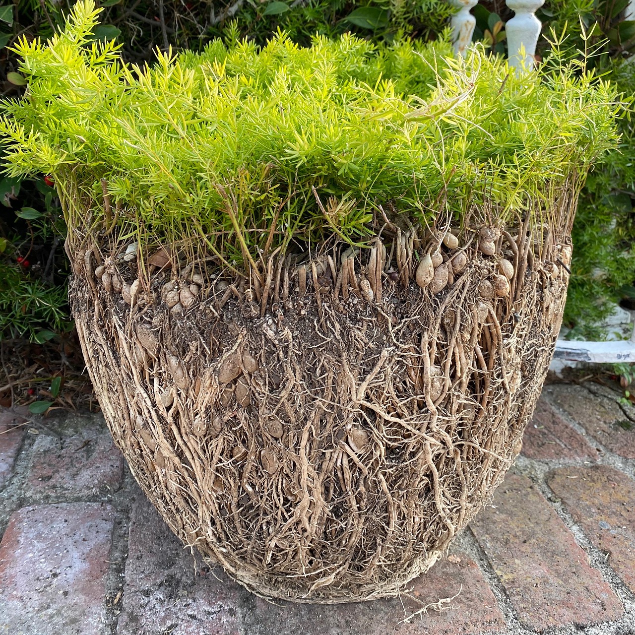 cand se planteaza zmeura