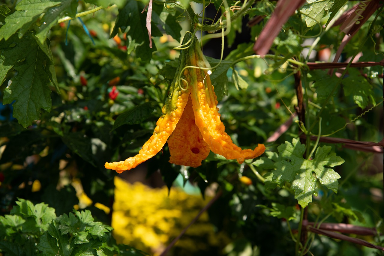 cultivarea pepenilor verzi la folie