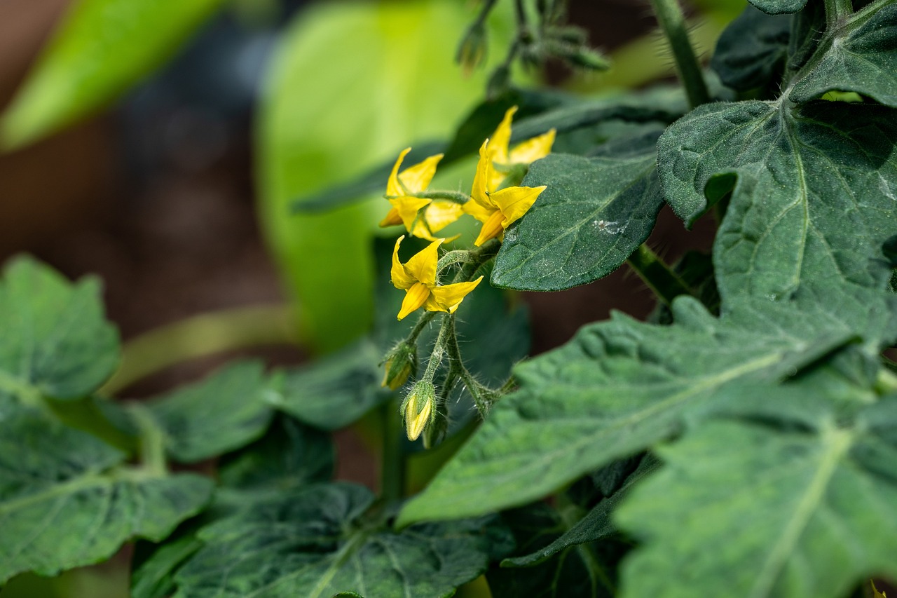 cand se planteaza rosiile in solar neincalzit