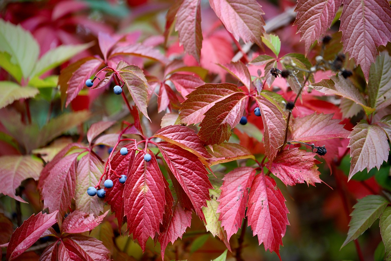 cand se planteaza vita de vie pentru bolta